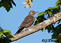 Colaptes auratus  cafer